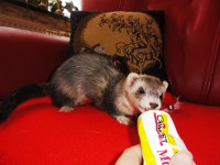 /album/rose-and-captain/a1-jpg1/