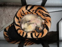 /album/rose-and-captain/a2-jpg1/