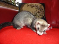 /album/rose-and-captain/a4-jpg2/