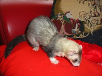 /album/rose-and-captain/a5-jpg3/