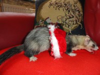 /album/rose-and-captain/a6-jpg/